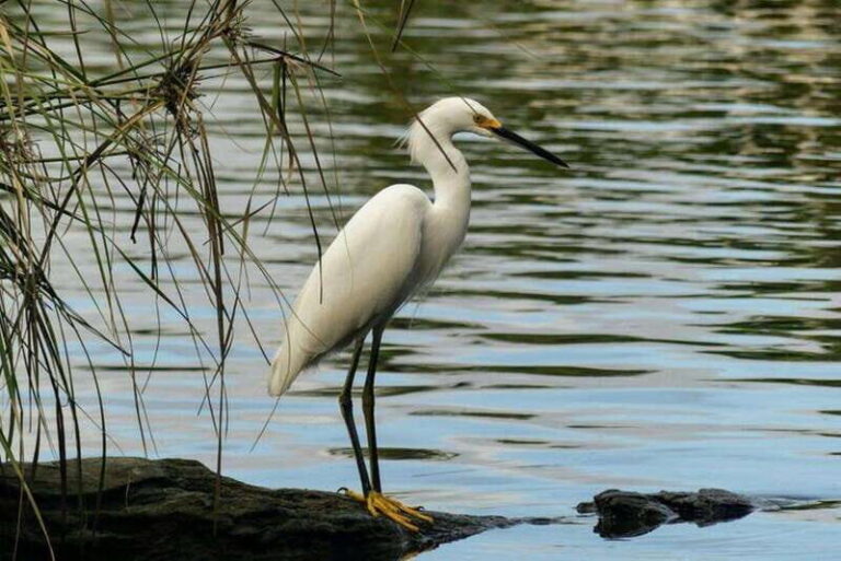 -Acapulco:3 Palos Lagoon Boat Ride& Crocodile Farm Exprience - Is This Tour Worth It?