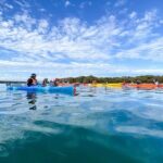 Adelaide Dolphin Sanctuary and Ships Graveyard Kayak Tour - What the Experience Looks Like