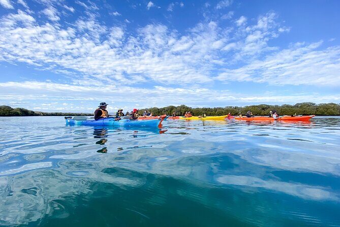 Adelaide Dolphin Sanctuary and Ships Graveyard Kayak Tour - What the Experience Looks Like