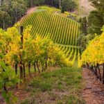 Adelaide Hills Divine Wine Tour - Who Should Book This Tour?