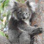 Adelaide Hills Private Day Tour - Price and Value