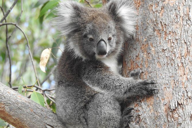 Adelaide Hills Private Day Tour - Price and Value