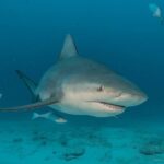 Advanced Open Water Diver course PADI in Playa del Carmen - What to Expect on the Day