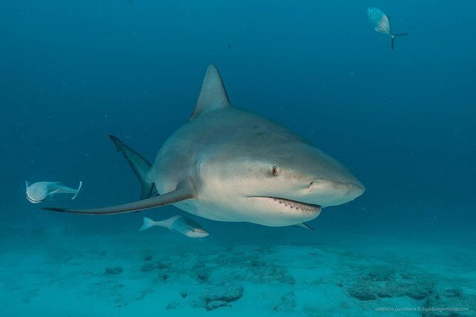 Advanced Open Water Diver course PADI in Playa del Carmen - What to Expect on the Day