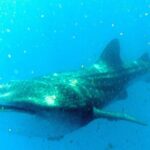 Adventure and Snorkel with the Whale Shark departing from Cancun - What Makes This Tour Stand Out?