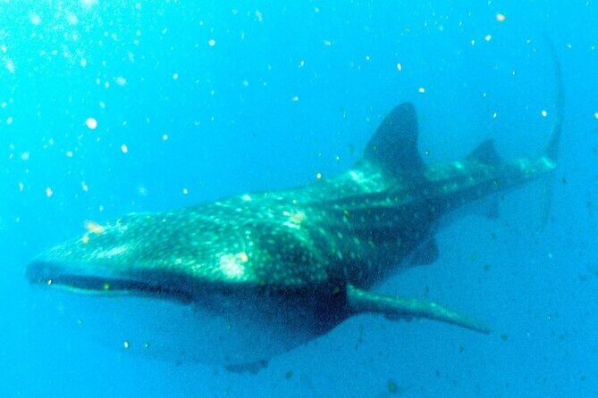 Adventure and Snorkel with the Whale Shark departing from Cancun - What Makes This Tour Stand Out?
