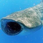 Adventure and Snorkel with the Whale Shark From Playa del Carmen - Is It Worth the Price?