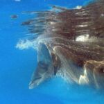 Adventure and Snorkel with the Whale Shark from Puerto Morelos - The Bottom Line: Who Is This Tour For?