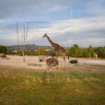 Africam Safari Conservation Park - The Realities of the Experience