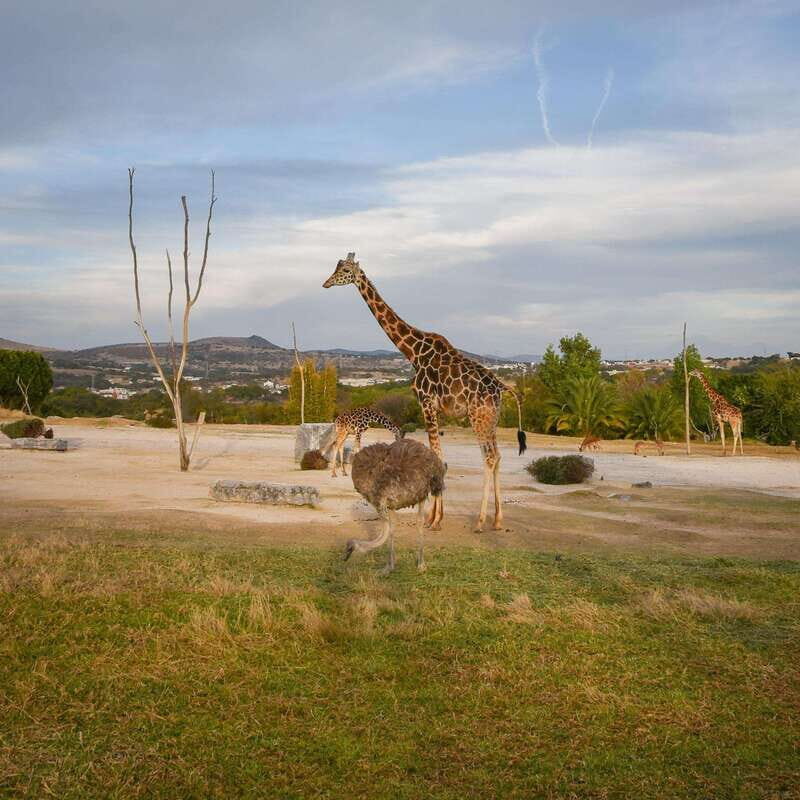 Africam Safari Conservation Park - The Realities of the Experience