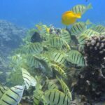 Afternoon Adventure Snorkel from Ka'anapali - FAQ