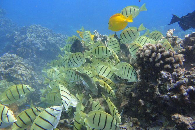 Afternoon Adventure Snorkel from Ka'anapali - FAQ