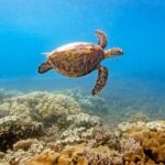 Afternoon Fitzroy Island Escape  Return Ferry Included - Who Will Love This Tour?