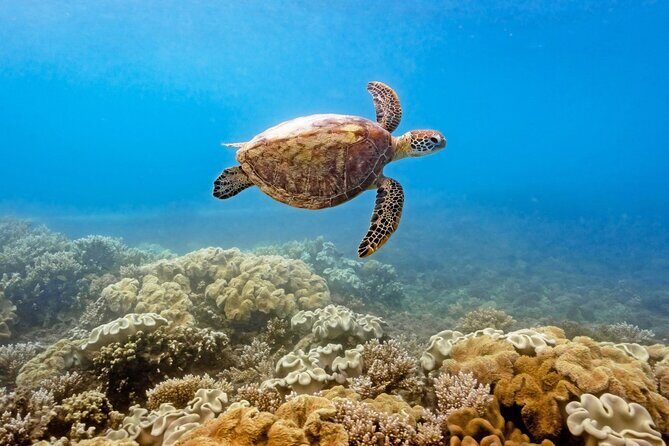 Afternoon Fitzroy Island Escape  Return Ferry Included - Who Will Love This Tour?