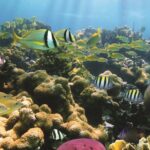 Afternoon Hawaiian Green Sea Turtle and Dolphin Snorkel and Sail - The Pros and Cons