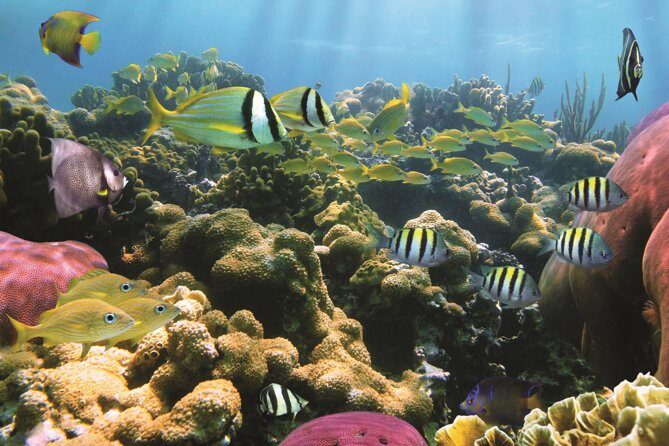 Afternoon Hawaiian Green Sea Turtle and Dolphin Snorkel and Sail - The Pros and Cons