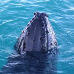 Afternoon Whale Watching Cruise in Broome - What You Can Expect on the Tour