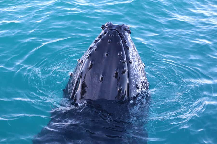 Afternoon Whale Watching Cruise in Broome - What You Can Expect on the Tour