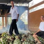 Agave Adventures Mexico - Why This Tour Will Suit You