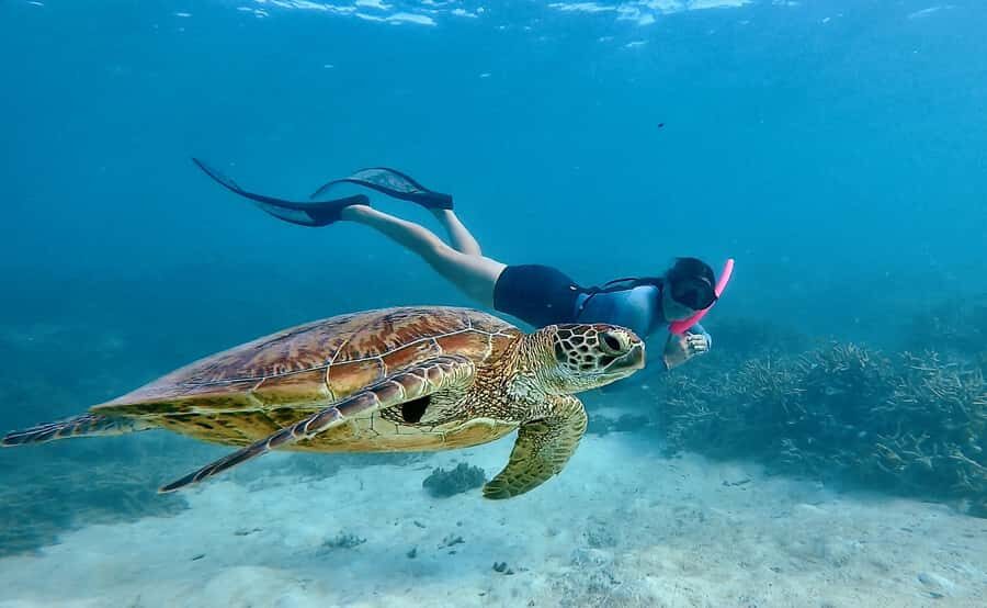 Agnes/1770: Southern Great Barrier Reef Snorkelling Day Trip - What to Expect on the Day