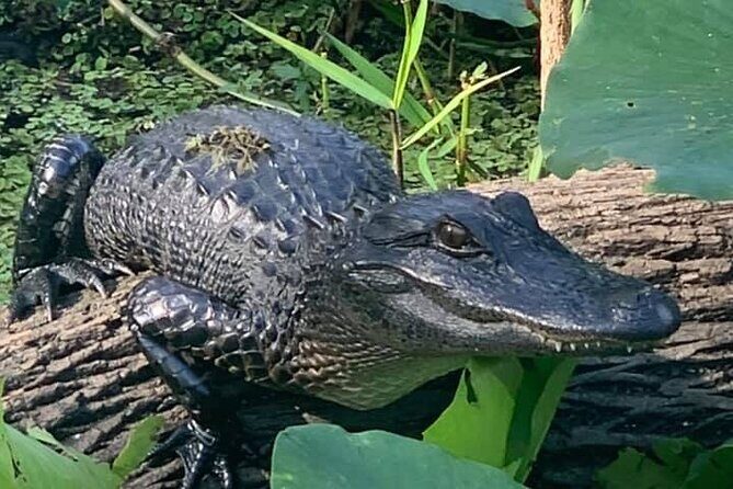 Airboat Adventure in Saint Augustine with a Guide - The Itinerary Breakdown