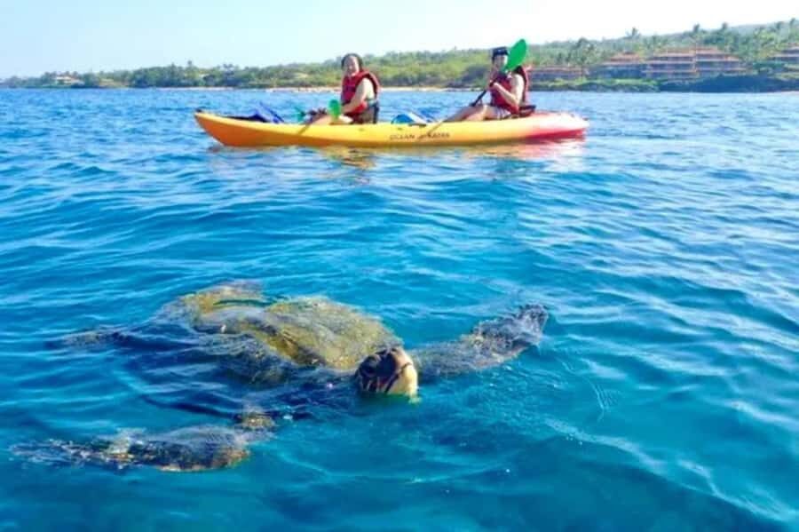 Airlie Beach: Half Day Turtle Tour Sea Kayaking Adventure - What the Tour Is Like: A Breakdown