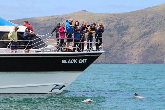 Akaroa Harbour Nature Cruise - Who Is This Tour Best For?