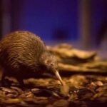 AKL: WAITOMO Glowworm, KIWI Bird, LUNCH & Hamilton Gardens - Exploring the Waitomo Glowworm Caves