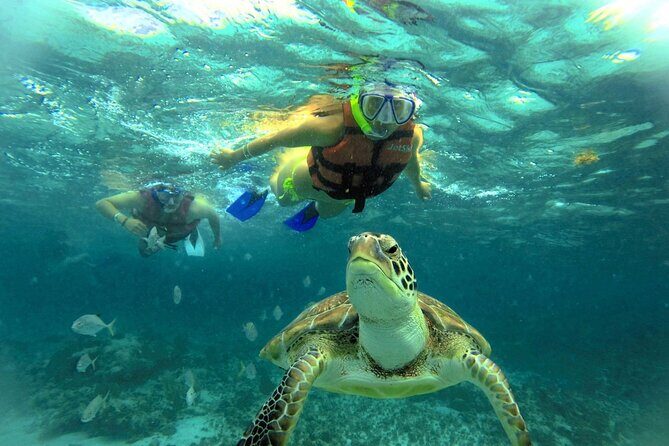 Akumal paradise tour Swimming with Turtles & ancient Tulum Ruins. Lunch included - Analyzing the Value