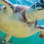 Akumal Reef Snorkel and Turtle Sanctuary From Riviera Maya - Who Should Consider This Tour?