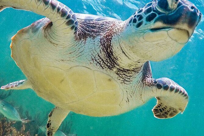 Akumal Reef Snorkel and Turtle Sanctuary From Riviera Maya - Who Should Consider This Tour?