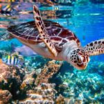 Akumal: Snorkeling with Marine Life and an Expert Tour Guide - Discovering Akumal: What to Expect from Your Snorkeling Tour