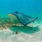 Akumal Snorkeling With Turtles - The Itinerary: How the Tour Unfolds