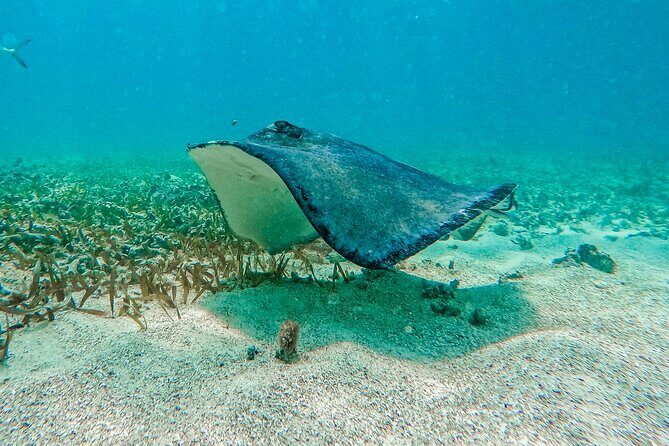 Akumal Snorkeling With Turtles - The Itinerary: How the Tour Unfolds