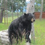 Alaska Wildlife Center and Turnagain Arm Tour w/Alyeska Tram - How Does It Measure Up?