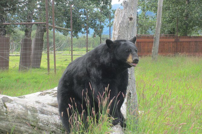 Alaska Wildlife Center and Turnagain Arm Tour w/Alyeska Tram - How Does It Measure Up?