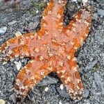 Alaska Wildlife Waterfall Tours - FAQ