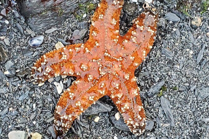 Alaska Wildlife Waterfall Tours - FAQ