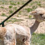 Alpaca Interaction and Wine Tasting - Pricing and Value