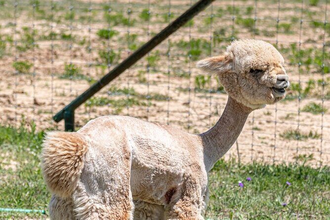 Alpaca Interaction and Wine Tasting - Pricing and Value