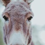 Alpaca Picnic - Immersive Animal Encounter - Seattle Experience - Meet and Greet with Alpacas