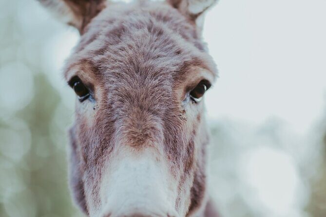 Alpaca Picnic - Immersive Animal Encounter - Seattle Experience - Meet and Greet with Alpacas