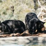 Alpine: Lions Tigers & Bears Sanctuary Visit and Tour - The Itinerary and What You’ll See