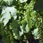 Amador County Wine Tasting Tour Private Tour 1 To 14 Group - Who Will Love This Tour?