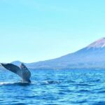 Amazing Whale Watching and Marine Wildlife Shore Excursion - Final thoughts: Who should consider this tour?
