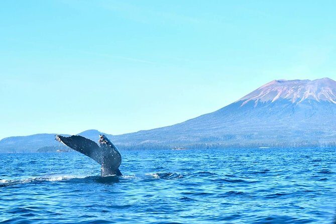 Amazing Whale Watching and Marine Wildlife Shore Excursion - Final thoughts: Who should consider this tour?