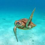 Amedee Lighthouse - Who Is This Tour Best For?