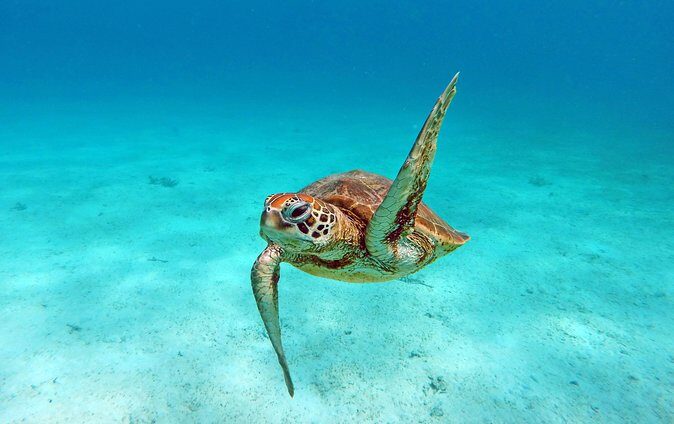 Amedee Lighthouse - Who Is This Tour Best For?