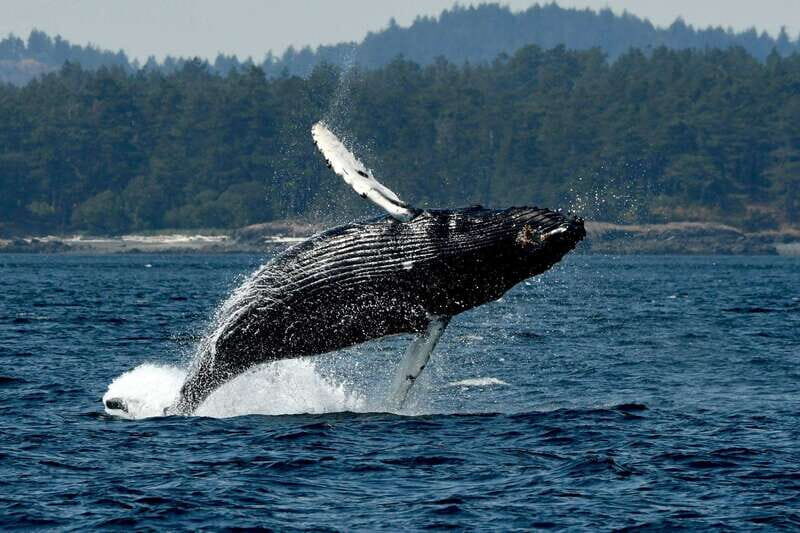 Anacortes: Whale Watching Adventure Tour Near Seattle - Practical Details: Planning Your Trip