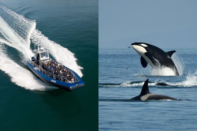 Anacortes Whale Watching Adventure Tour - Zodiac Boat - The Itinerary: What to Expect